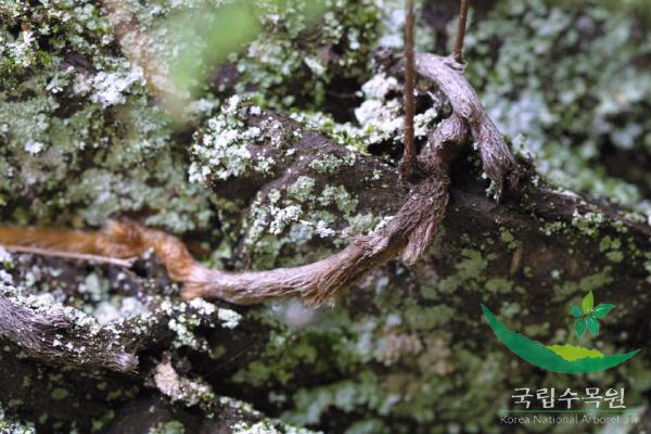 넉줄고사리 이미지