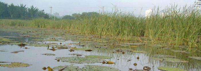 가시연꽃 이미지