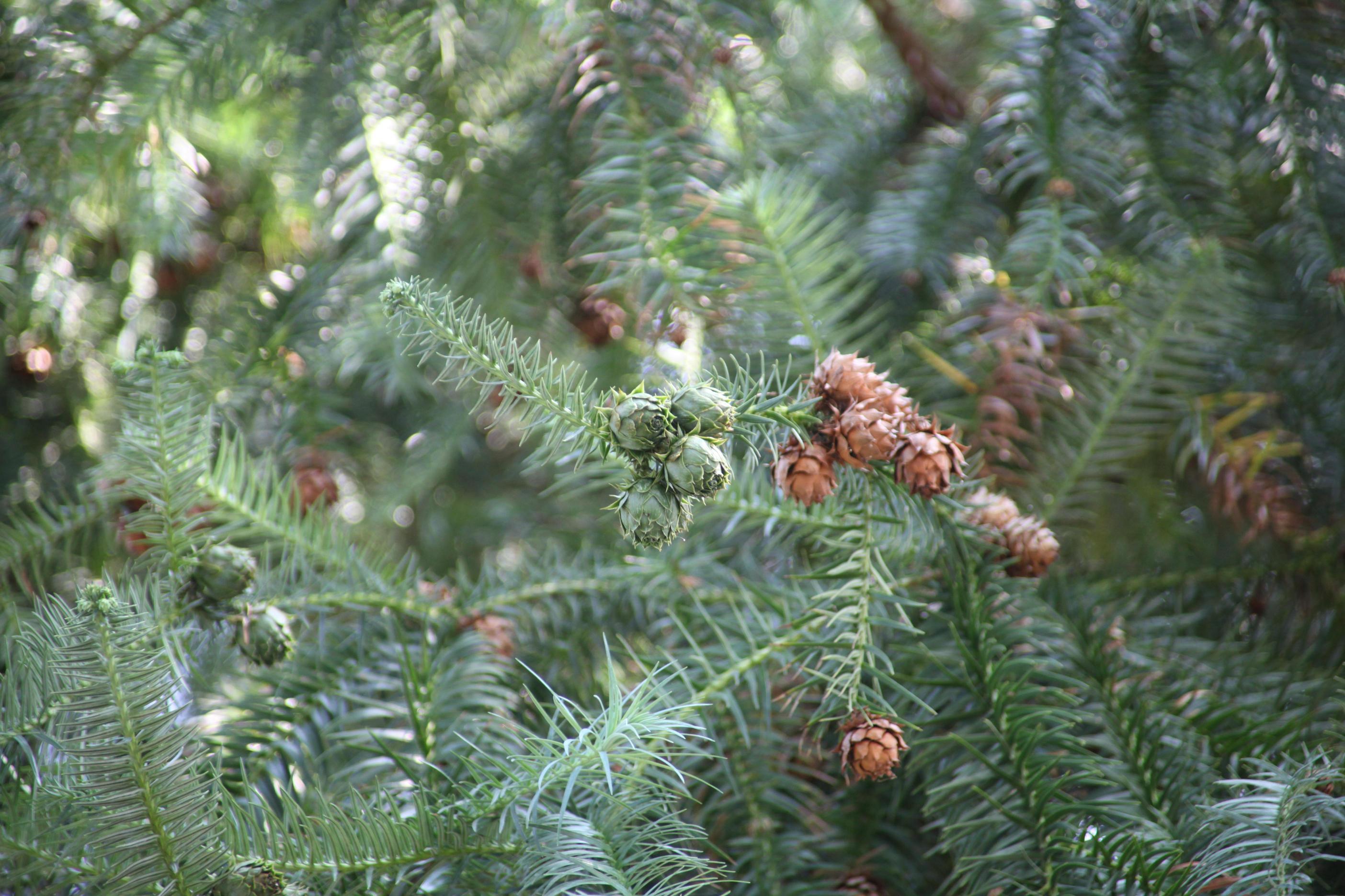 넓은잎삼나무 이미지