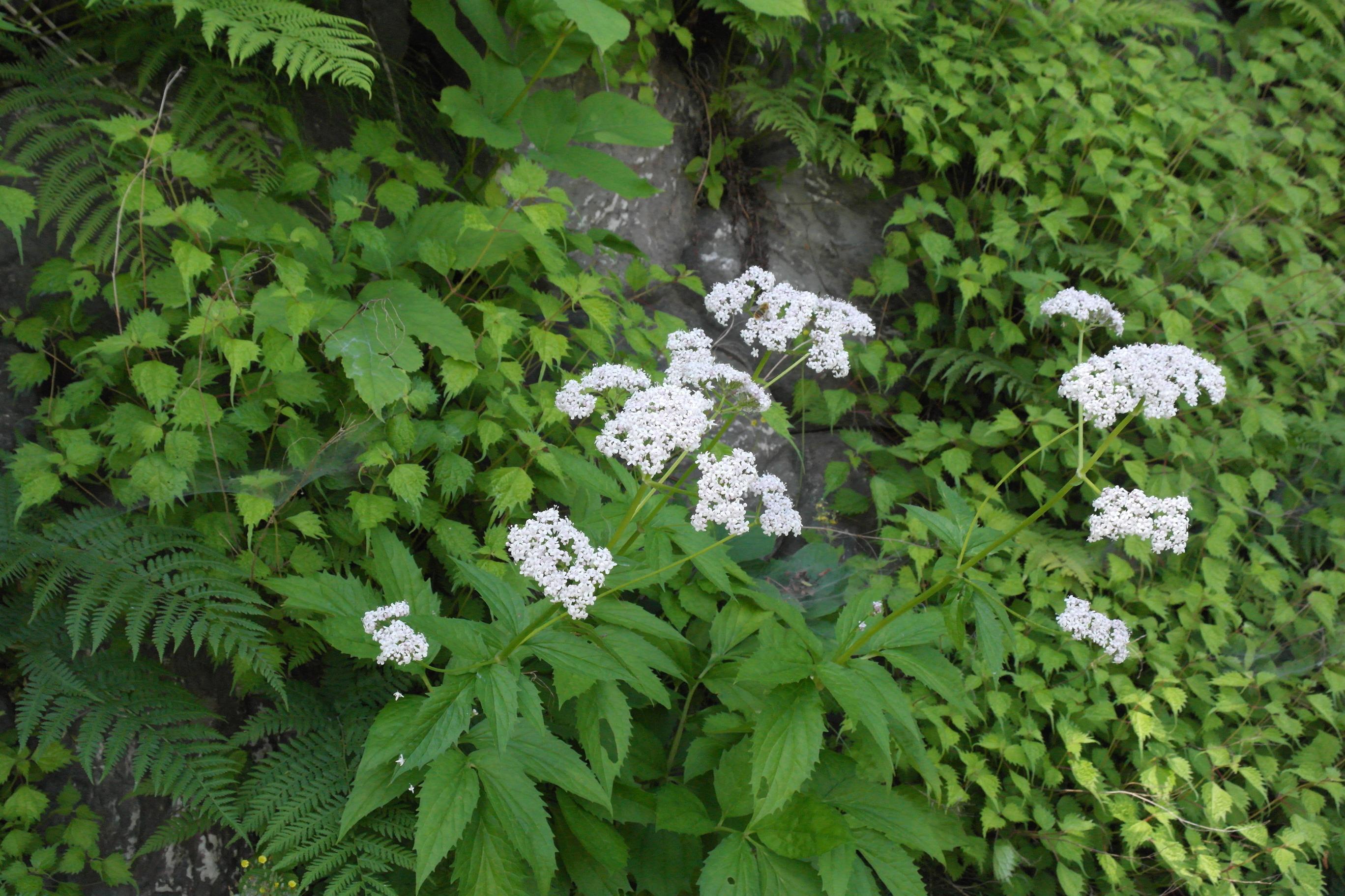 넓은잎쥐오줌풀 이미지