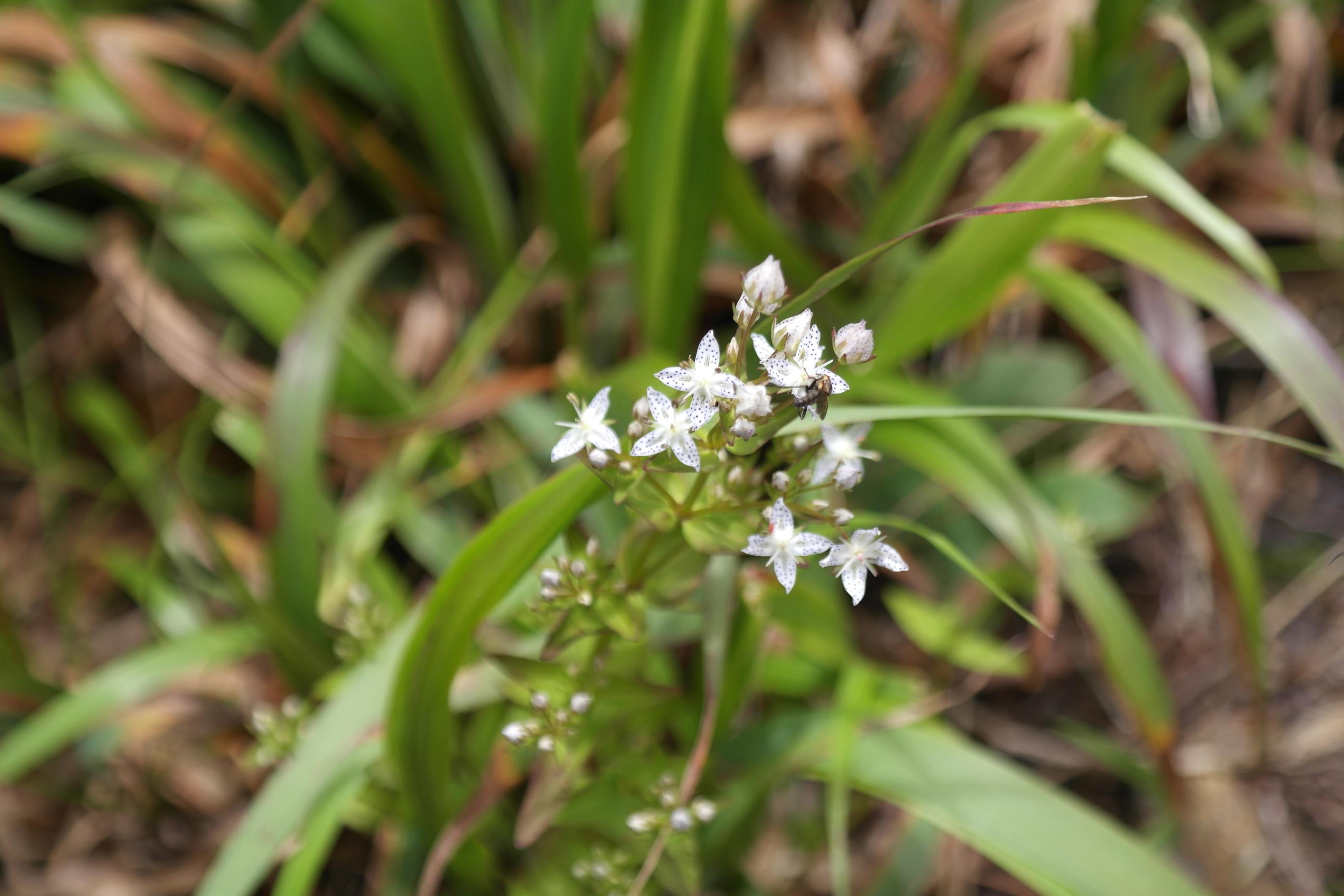 네귀쓴풀 이미지