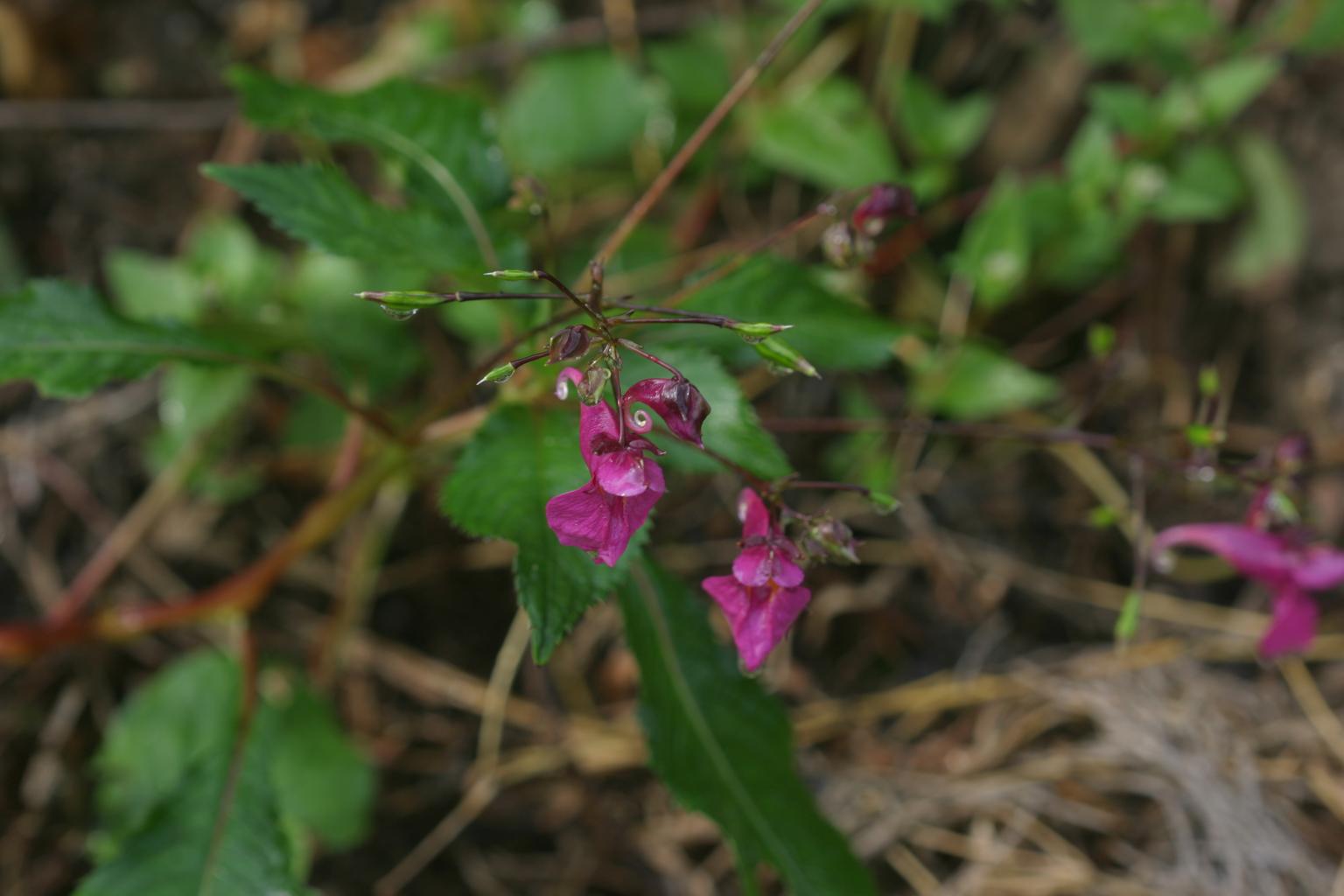 가야물봉선 이미지