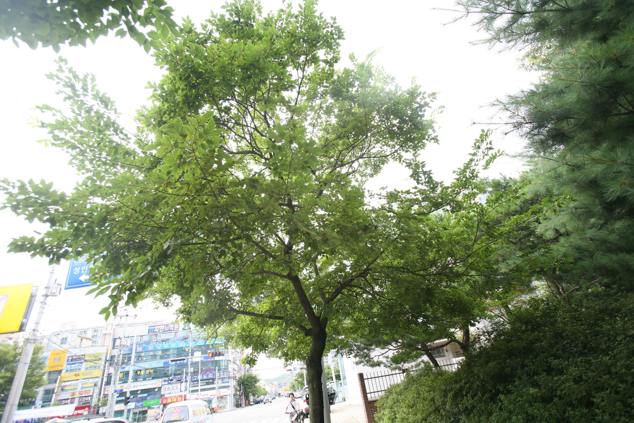 노랑팽나무 이미지