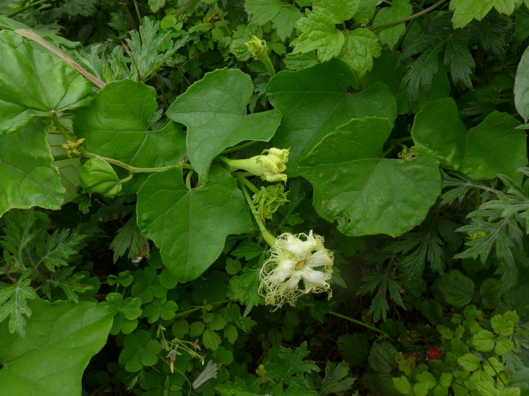 노랑하늘타리 이미지