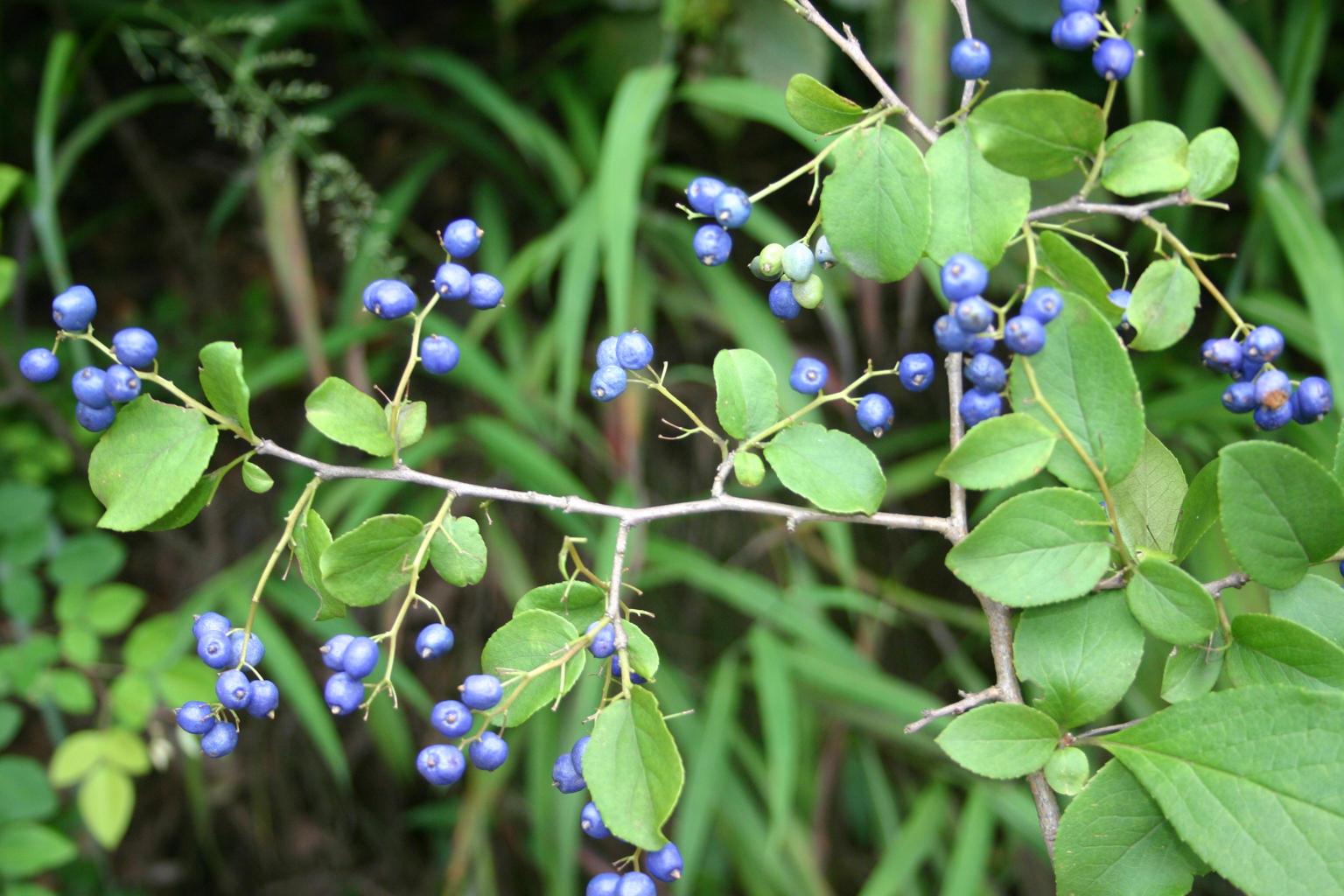 노린재나무 이미지