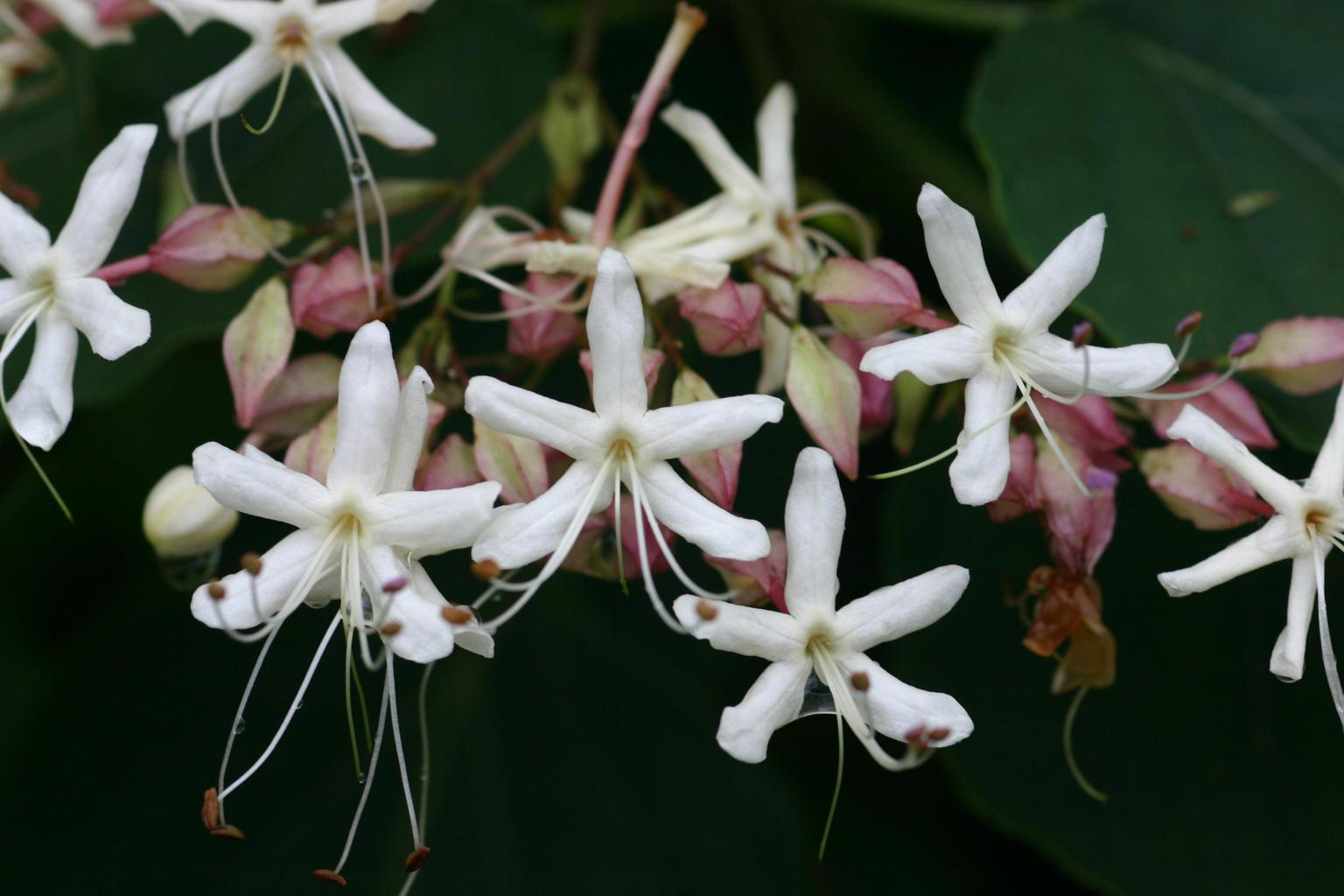 누리장나무 이미지