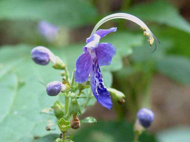 누린내풀 이미지