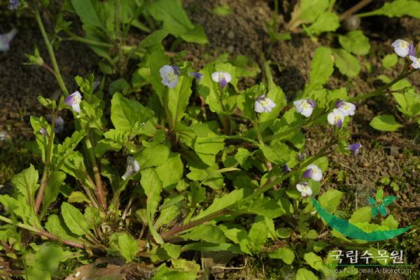 누운주름잎 이미지