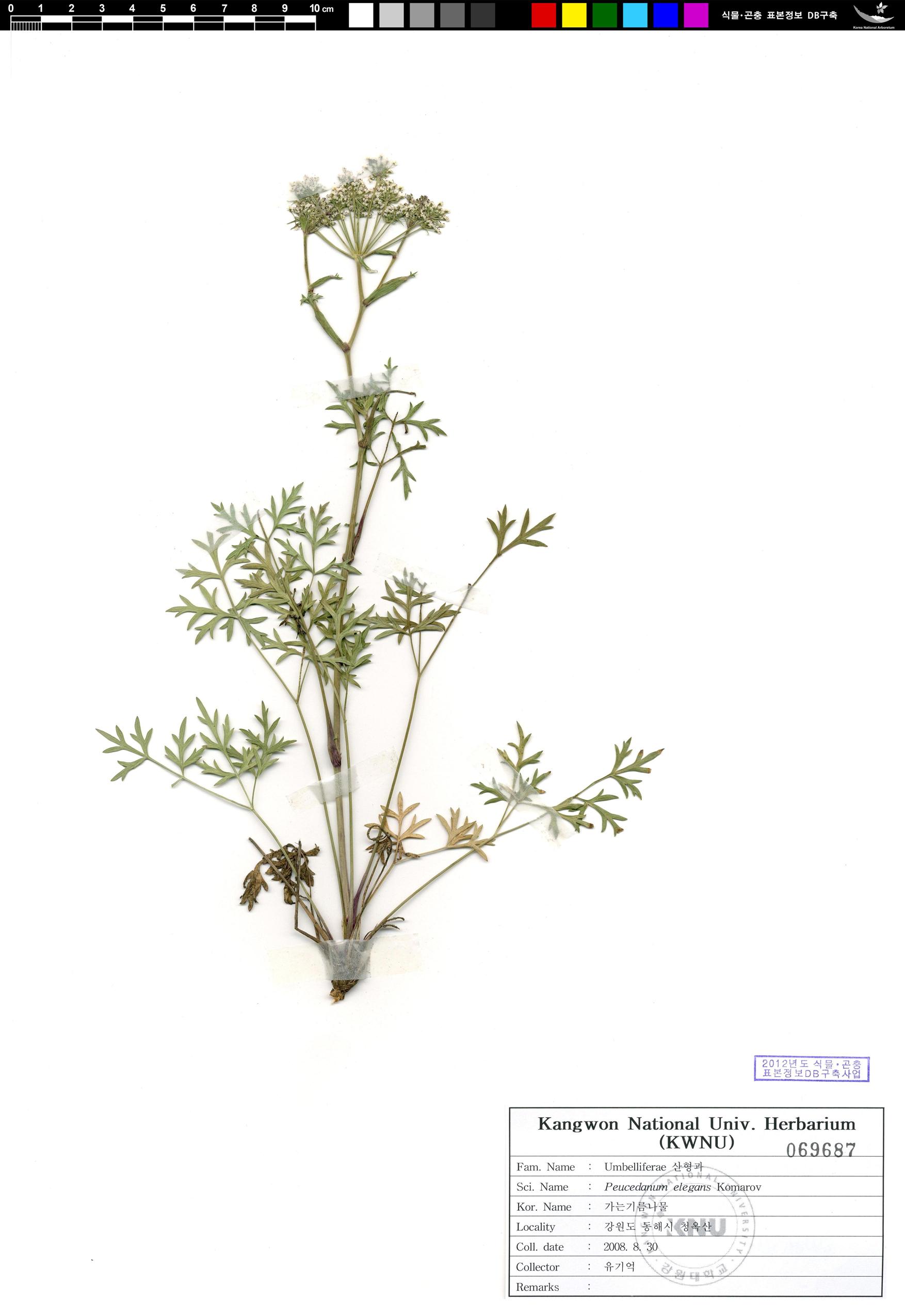 가는기름나물 이미지