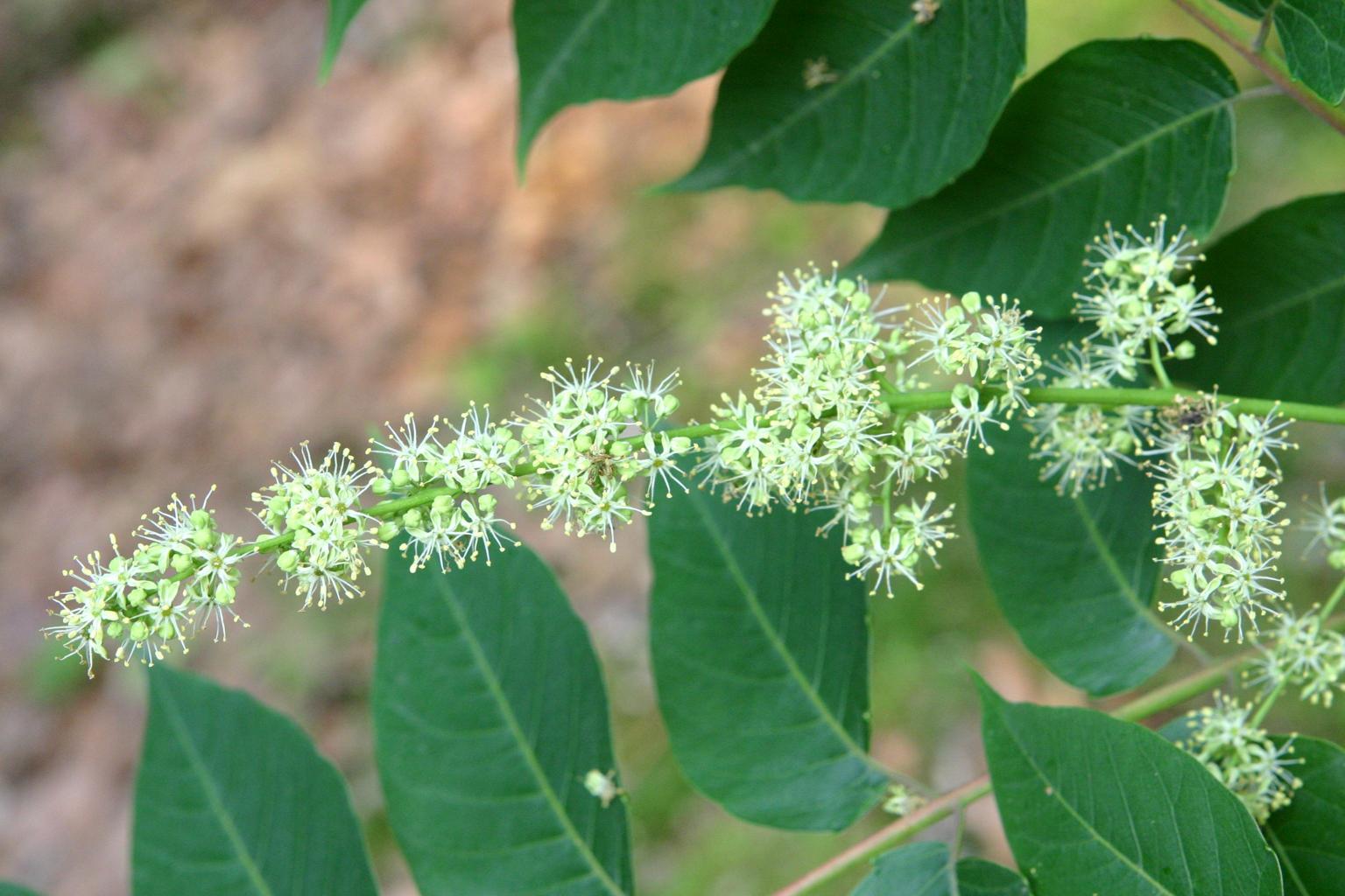 가죽나무 이미지