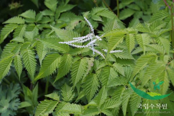 눈개승마 이미지