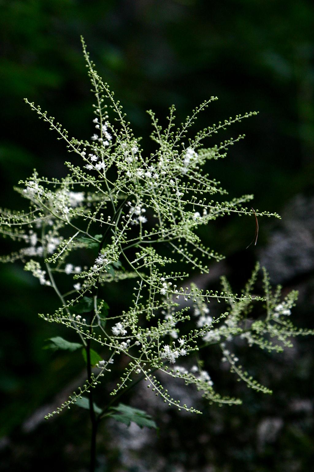 눈빛승마 이미지