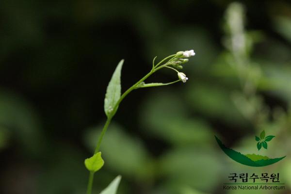 느러진장대 이미지