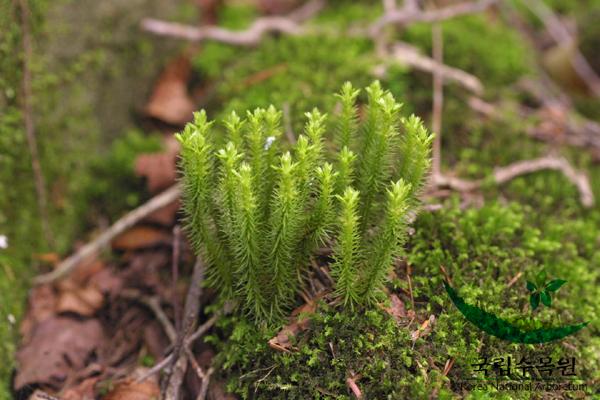 다람쥐꼬리 이미지