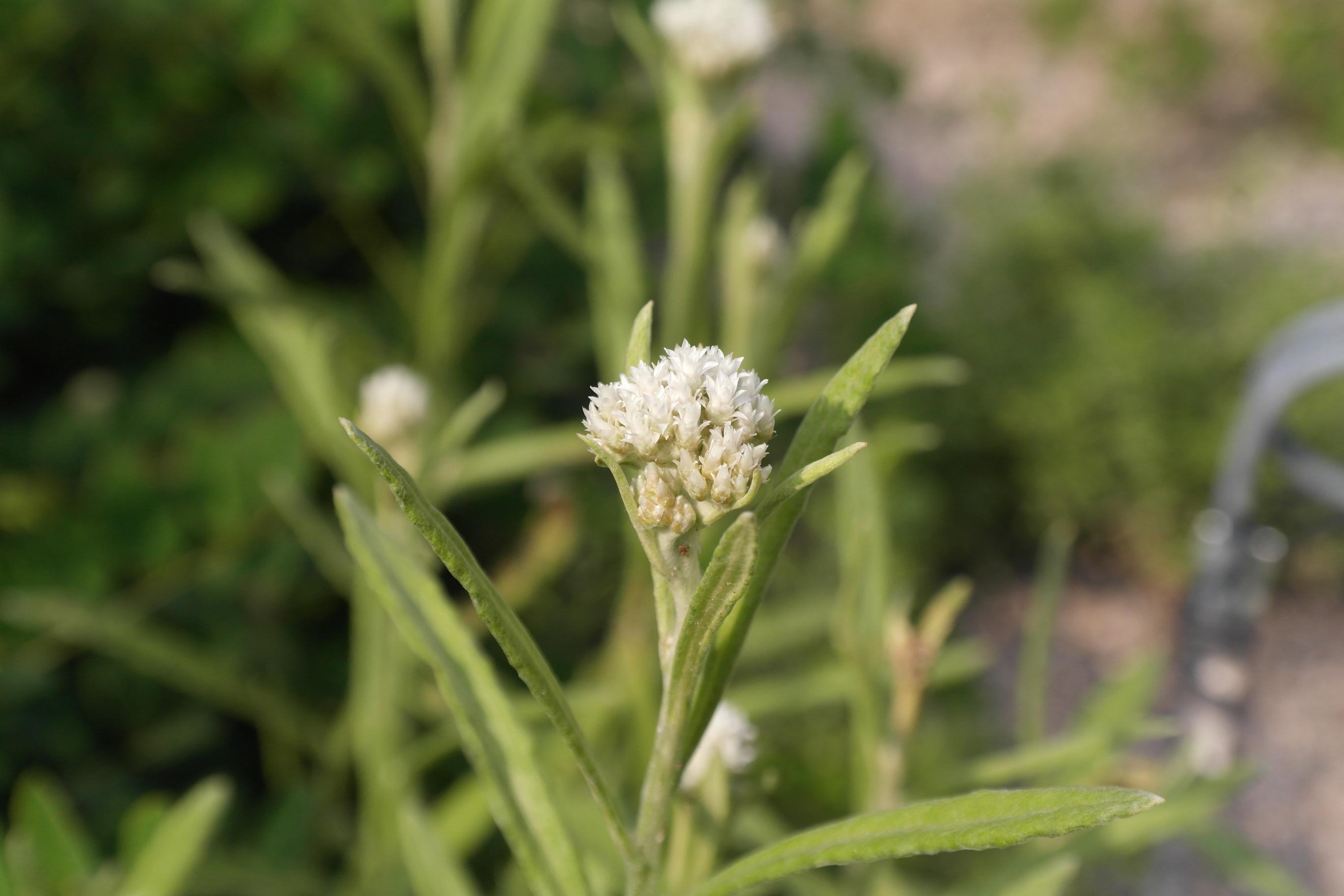 다북떡쑥 이미지