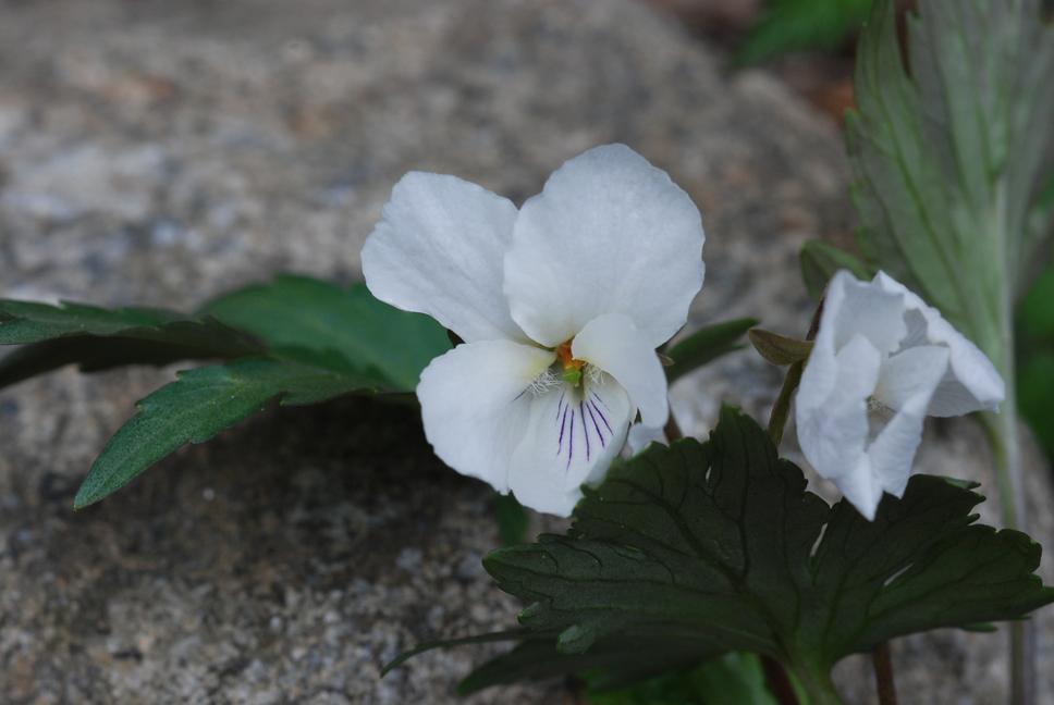 단풍제비꽃 이미지