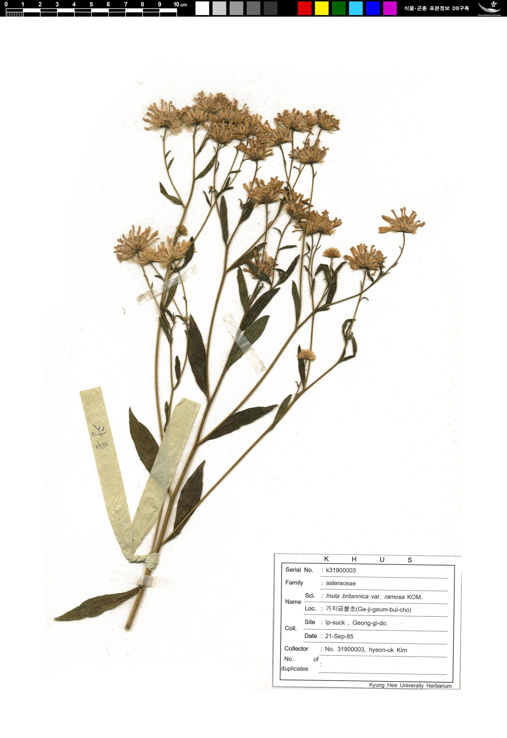 가지금불초 이미지