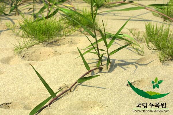 달뿌리풀 이미지