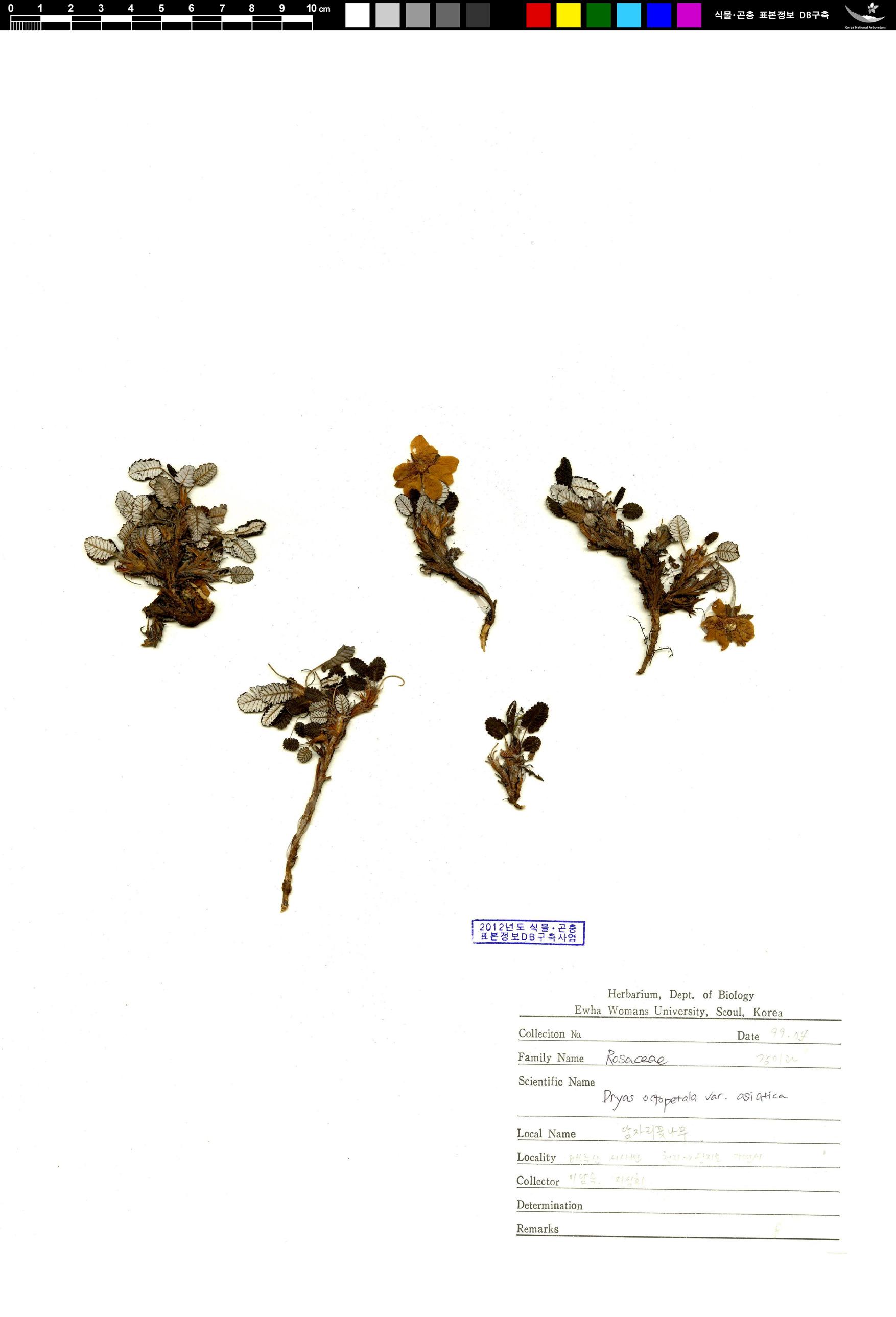 담자리꽃나무 이미지