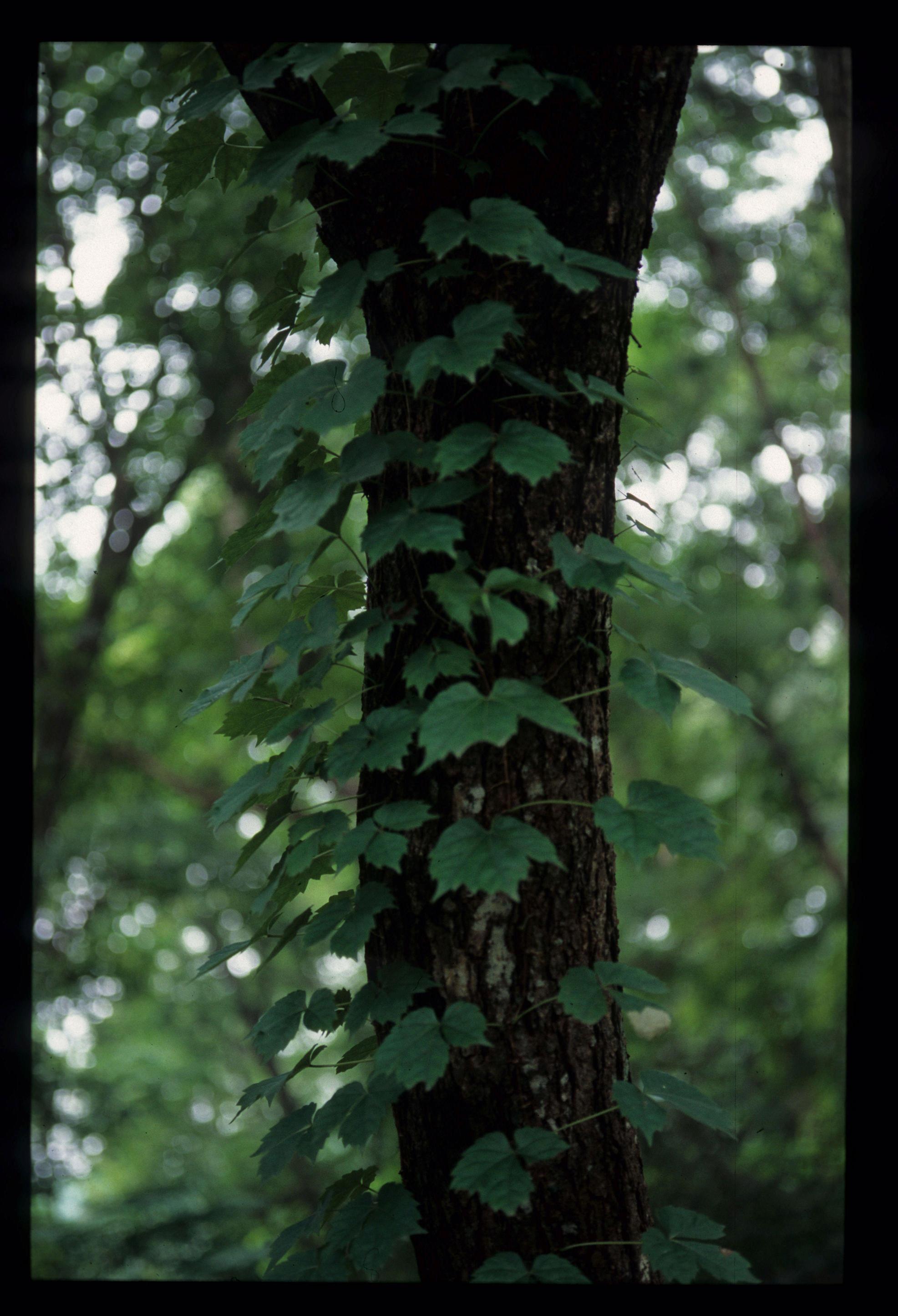 담쟁이덩굴 이미지