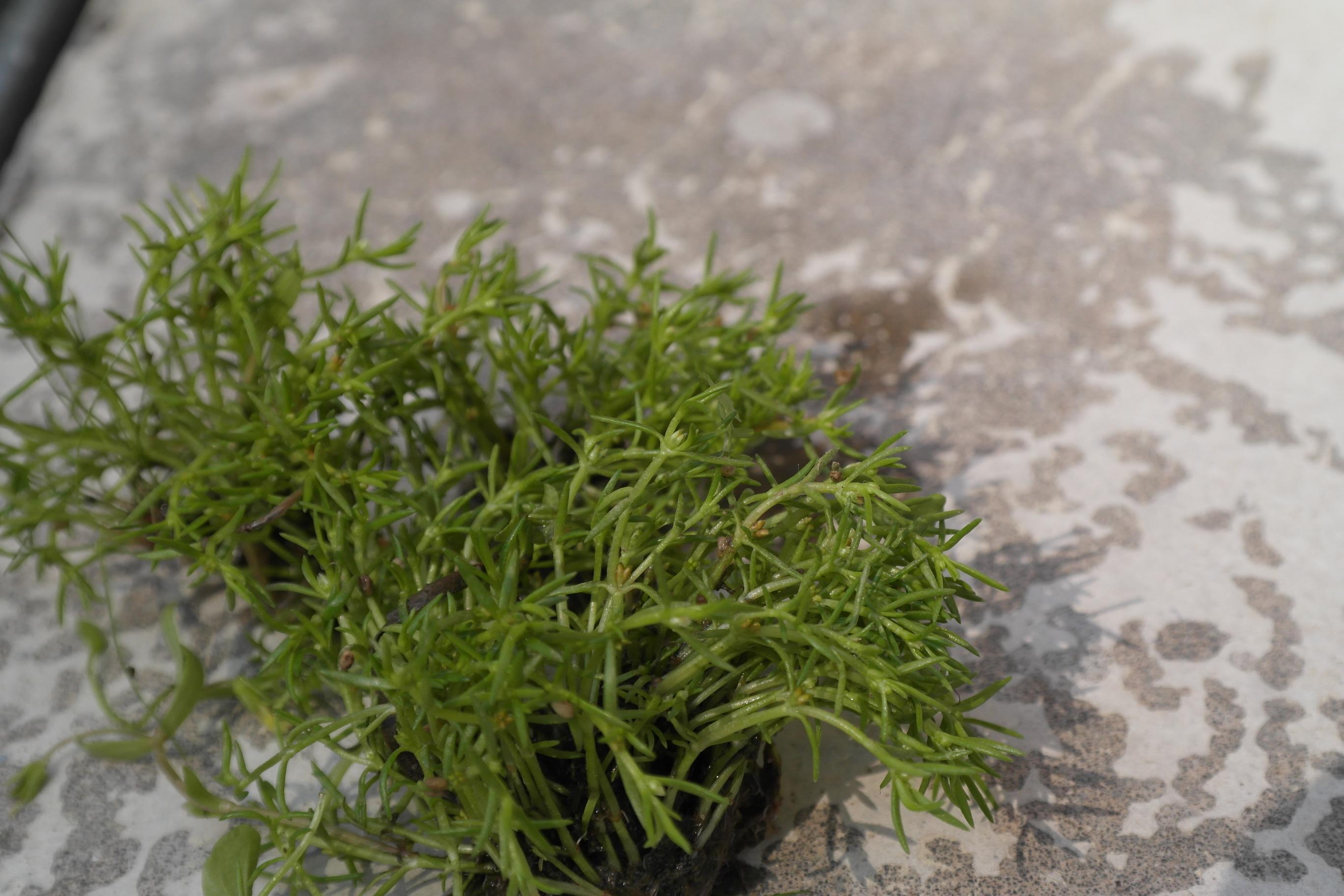 대구돌나물 이미지