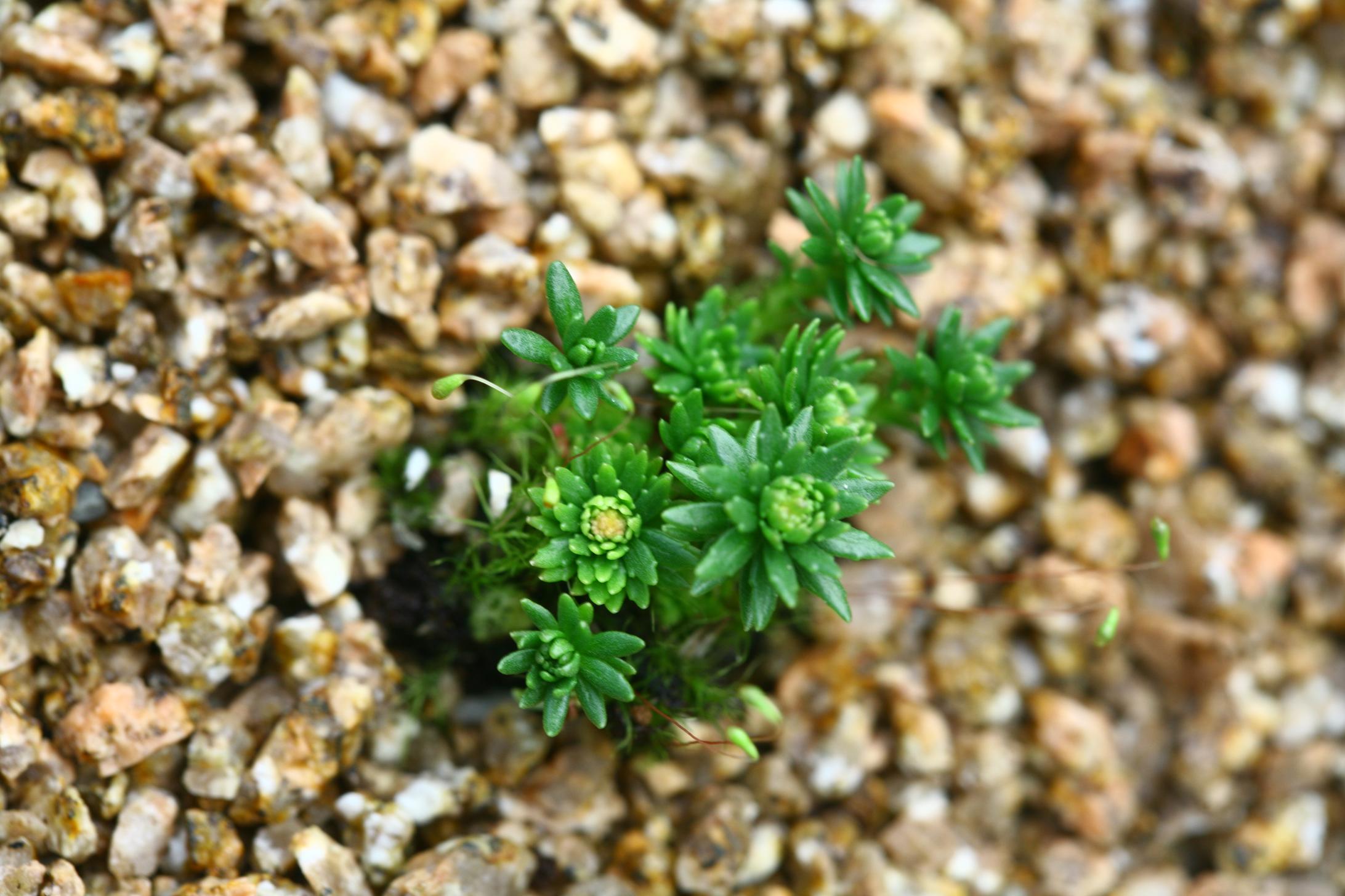 가지돌꽃 이미지