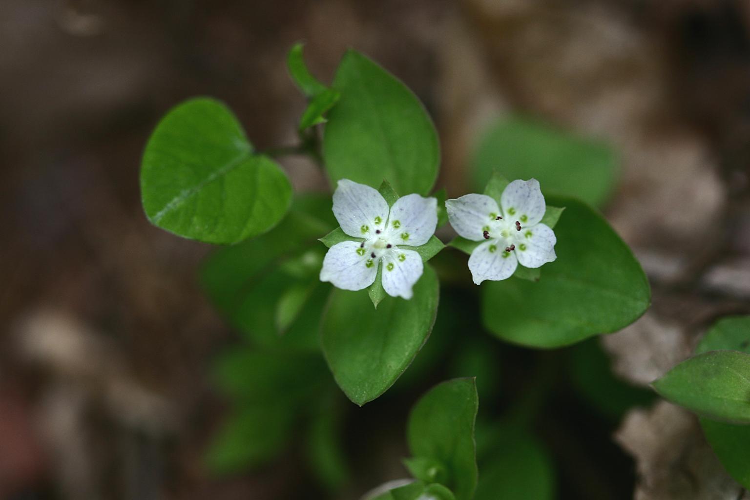 대성쓴풀 이미지