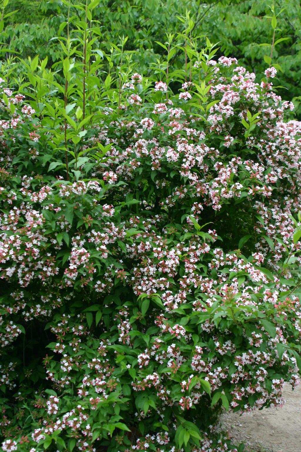 댕강나무 이미지