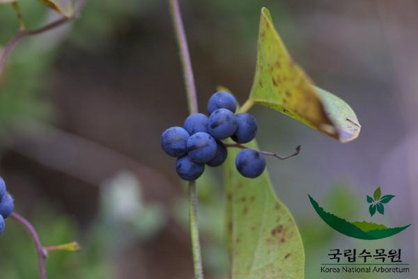 댕댕이덩굴 이미지