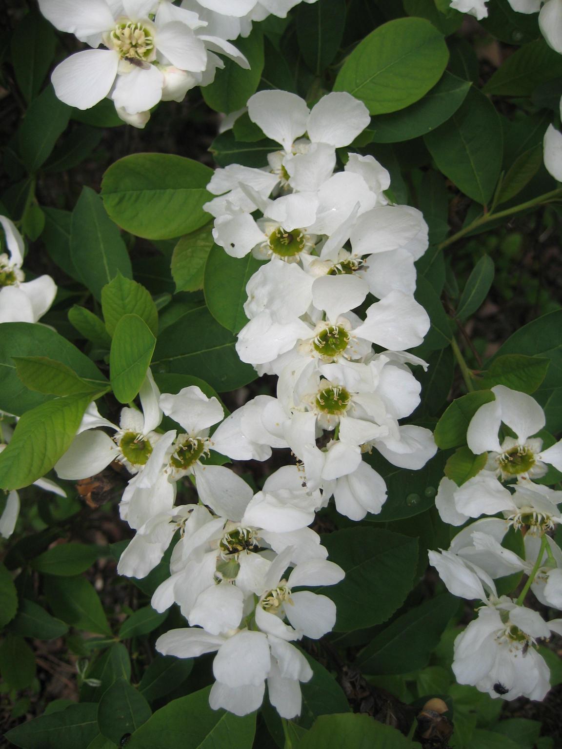 가침박달 이미지