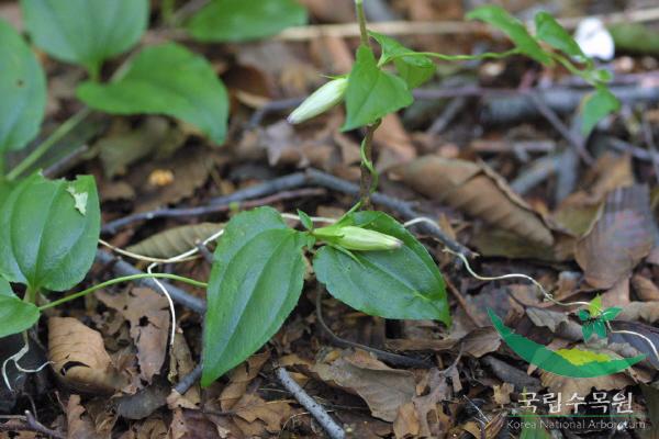 덩굴용담 이미지