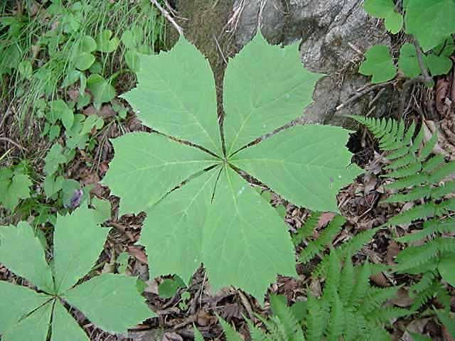 도깨비부채 이미지