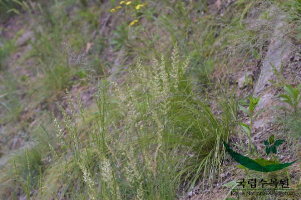 도랭이피 이미지