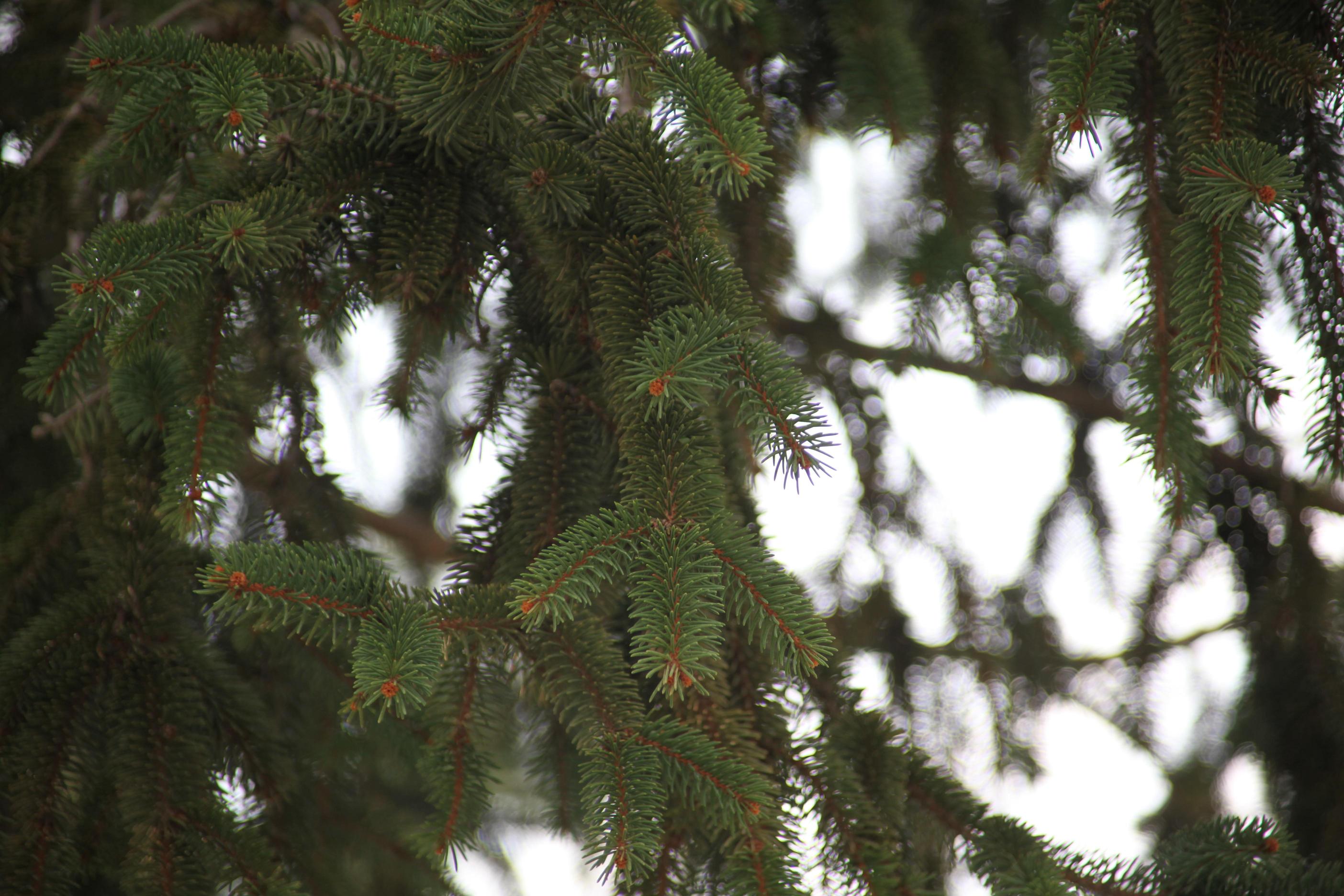 독일가문비 이미지