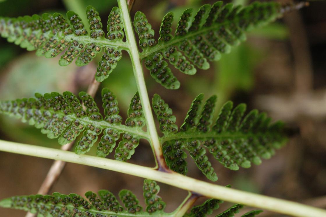 각시고사리 이미지