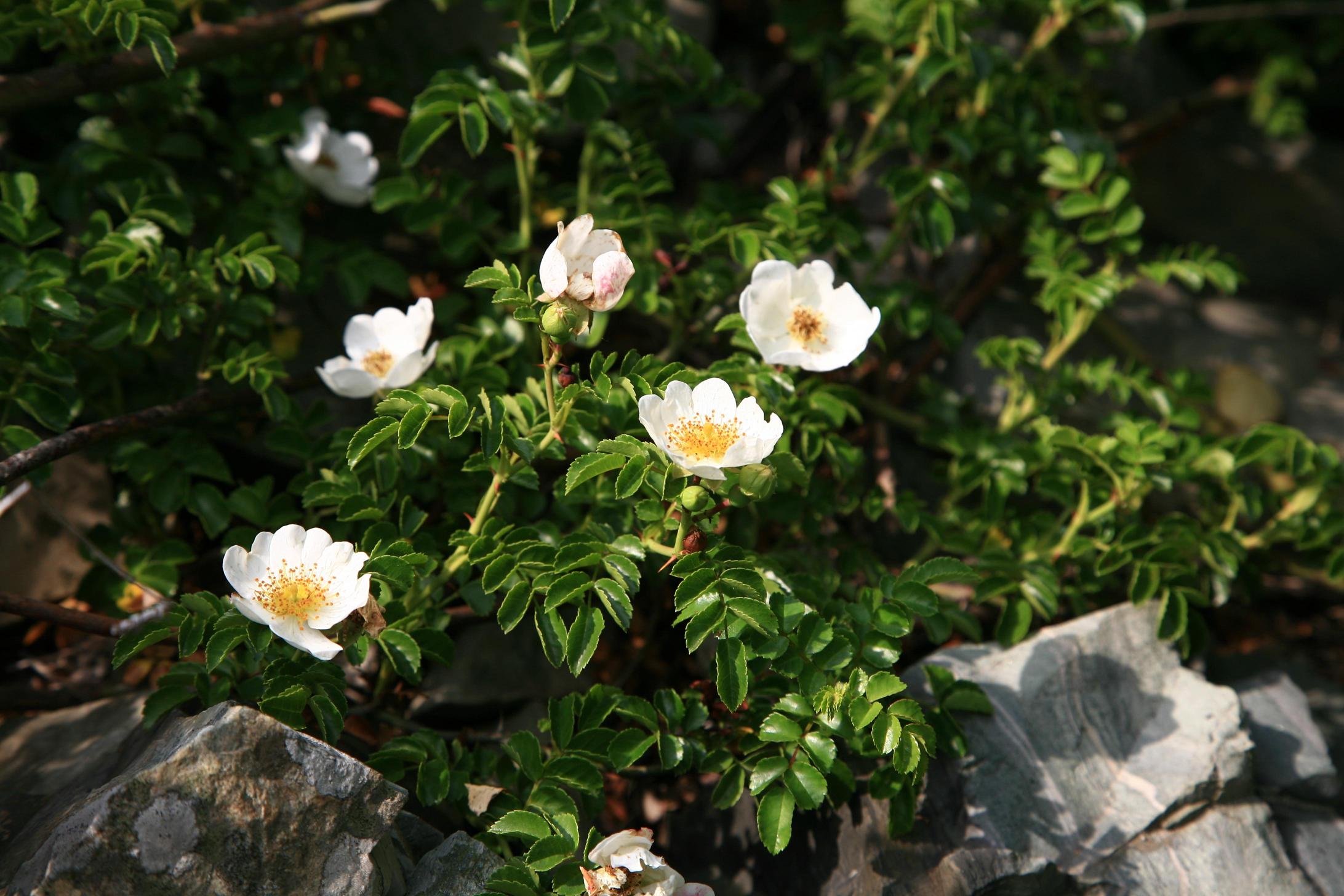 돌가시나무 이미지