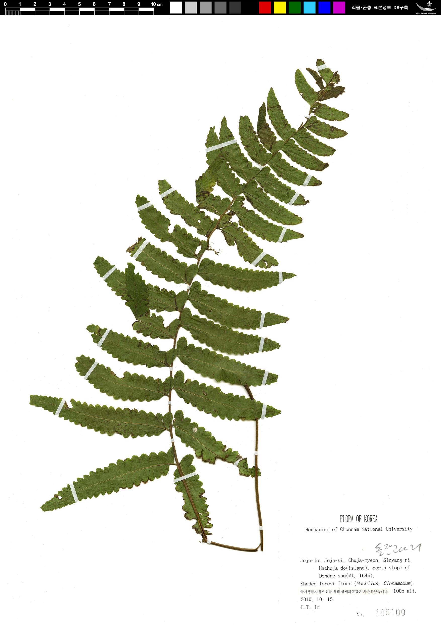 돌잔고사리 이미지