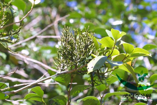 동백나무겨우살이 이미지
