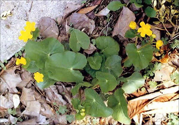 동의나물 이미지