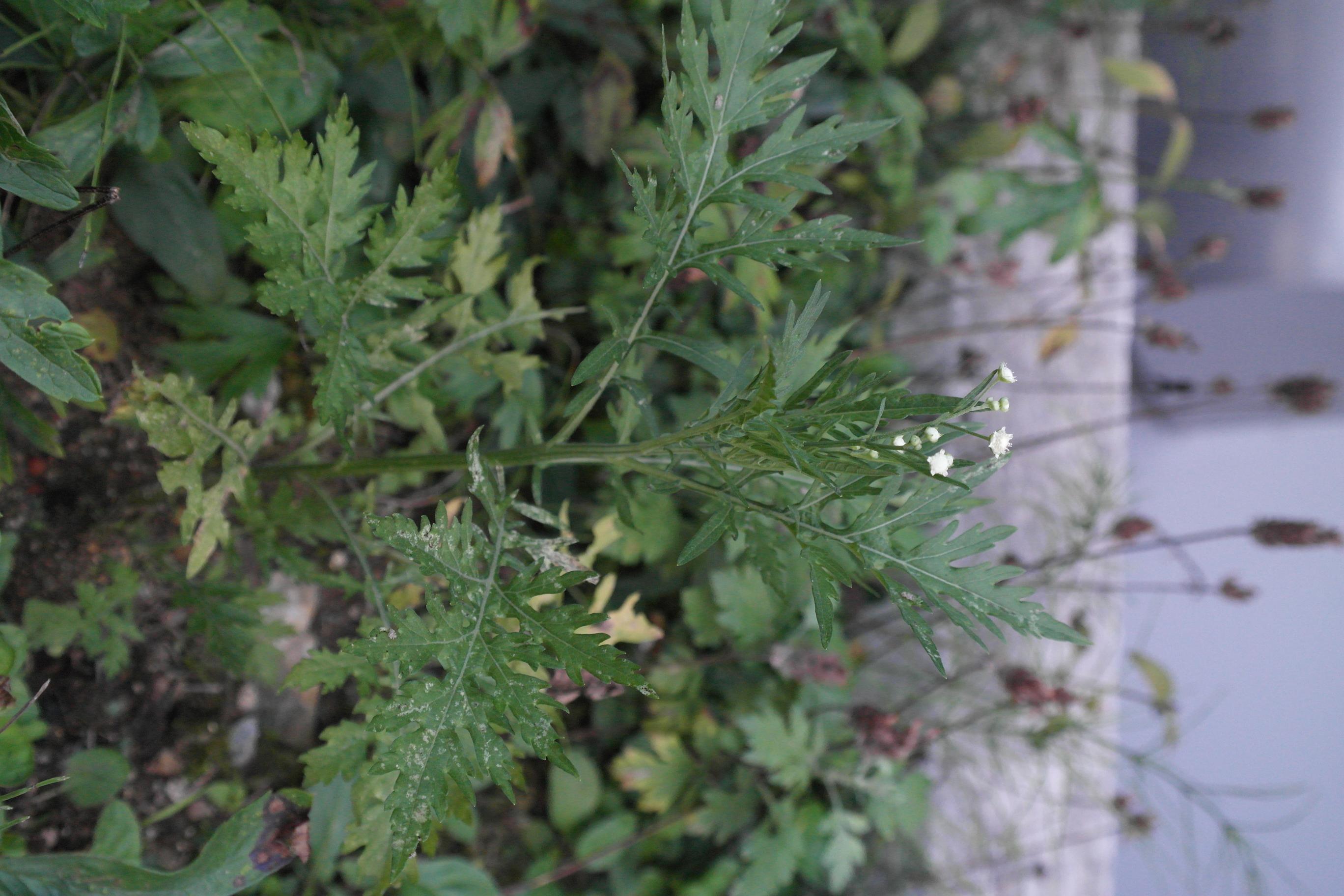 돼지풀아재비 이미지