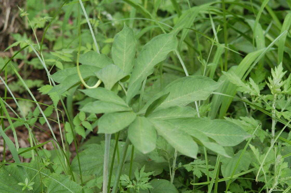 두루미천남성 이미지