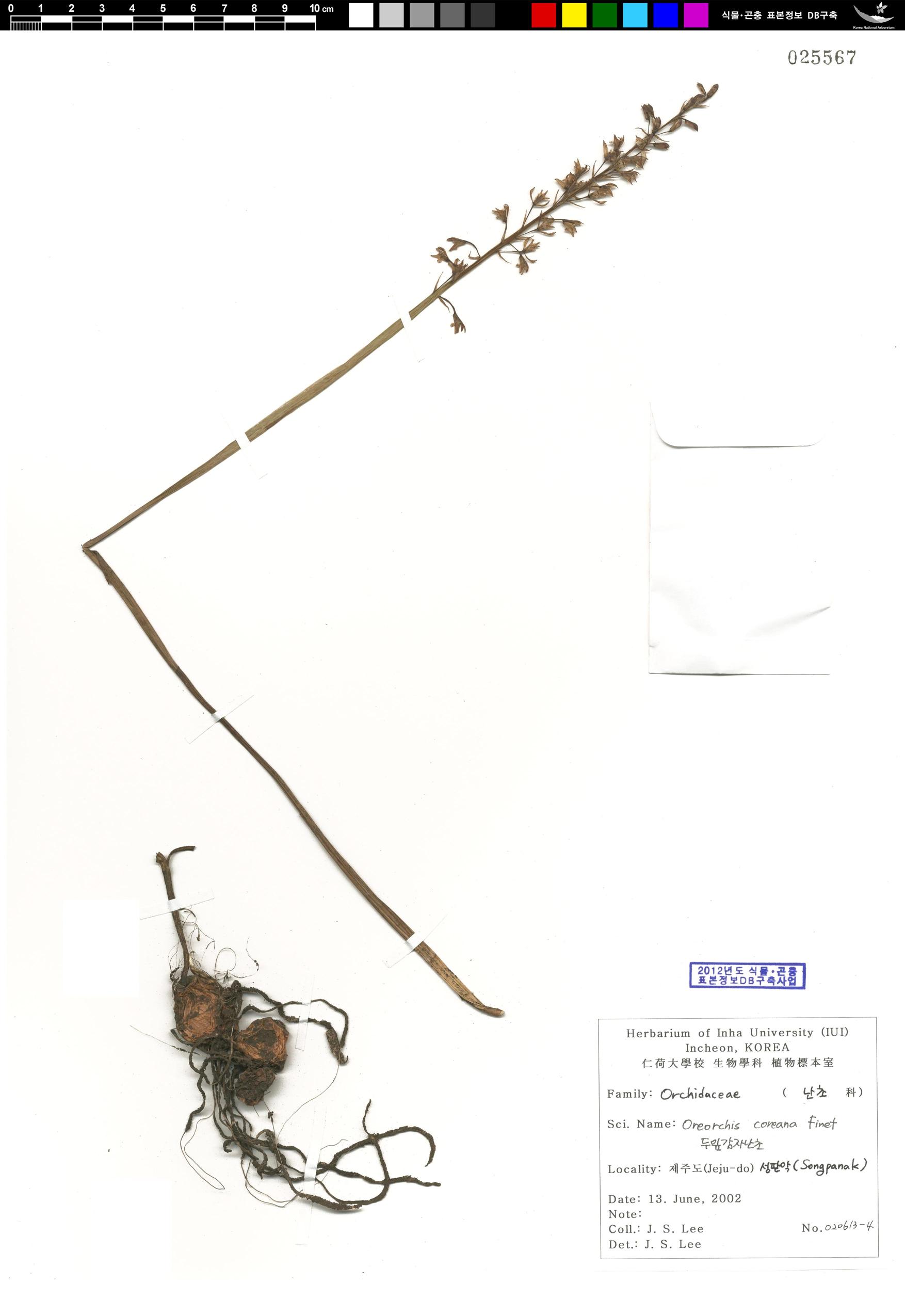 두잎감자난초 이미지