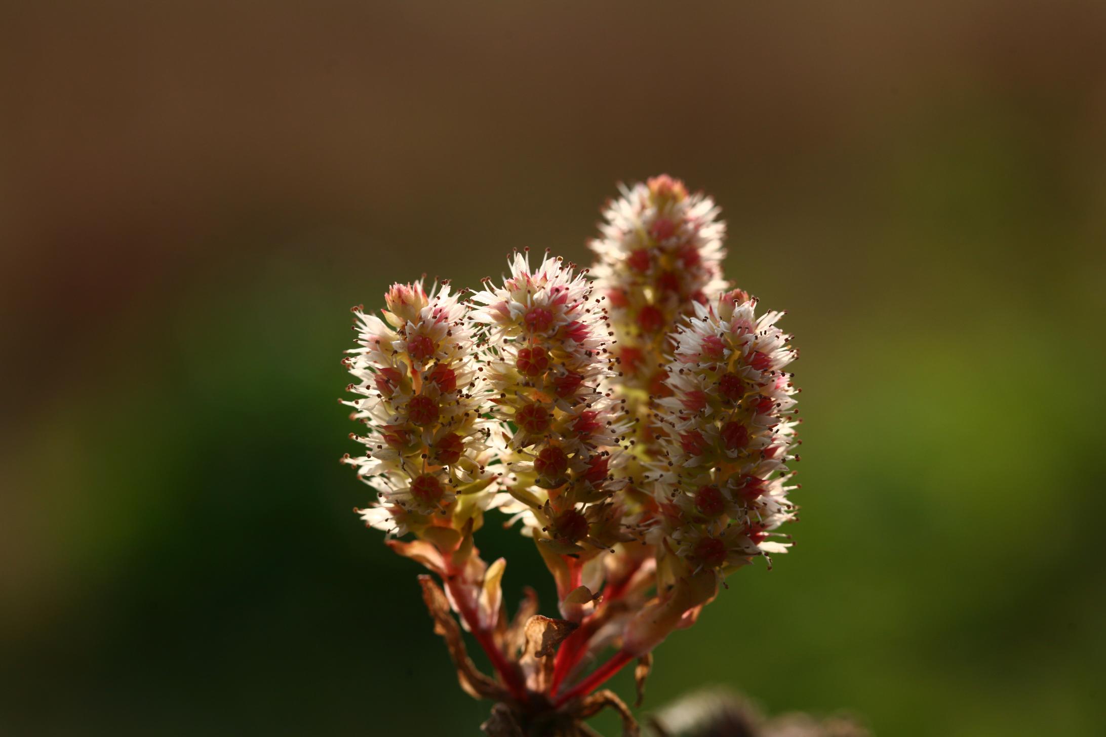 둥근바위솔 이미지