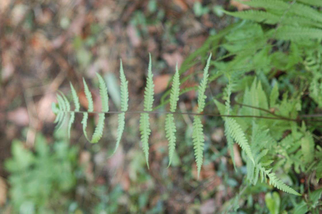 드문고사리 이미지