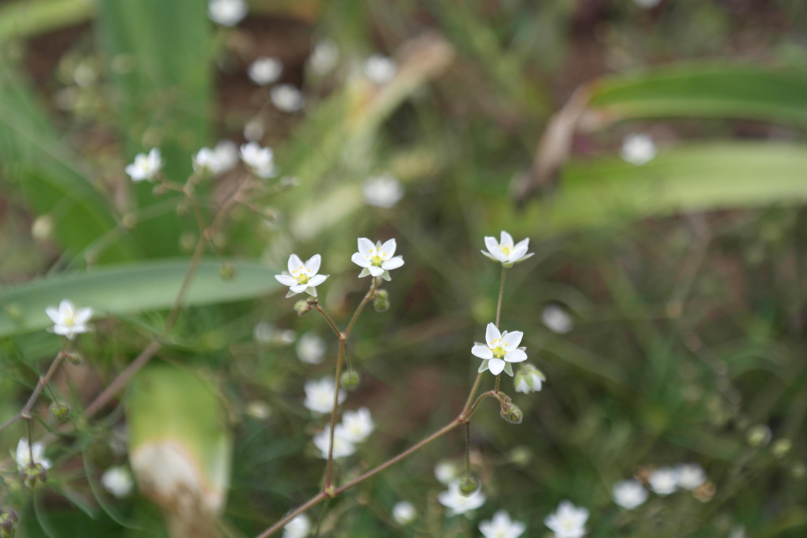 들개미자리 이미지