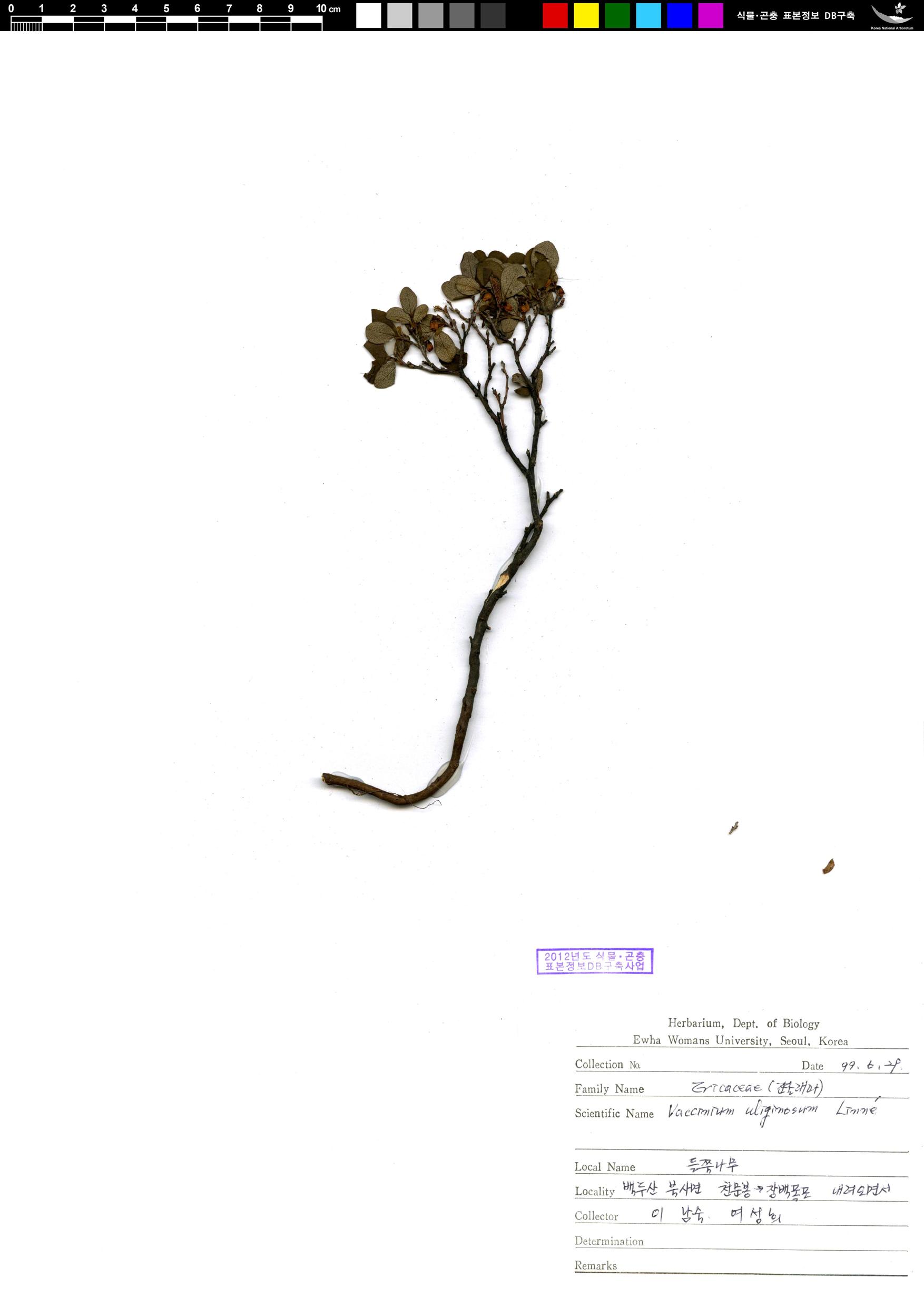 들쭉나무 이미지