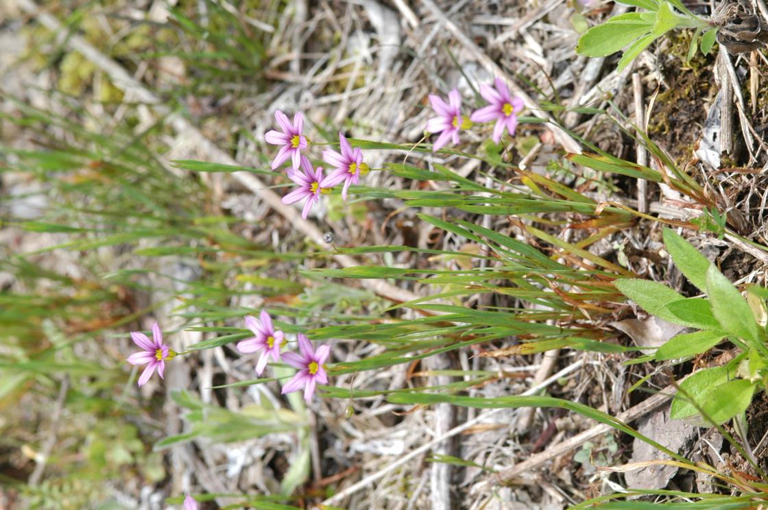 등심붓꽃 이미지