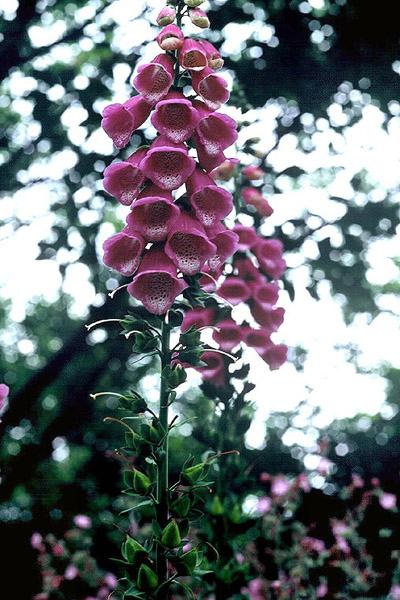 디기탈리스 이미지