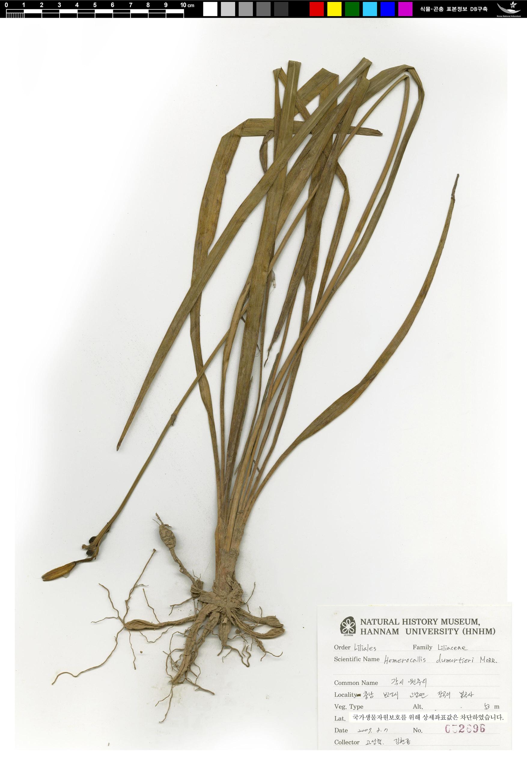 각시원추리 이미지