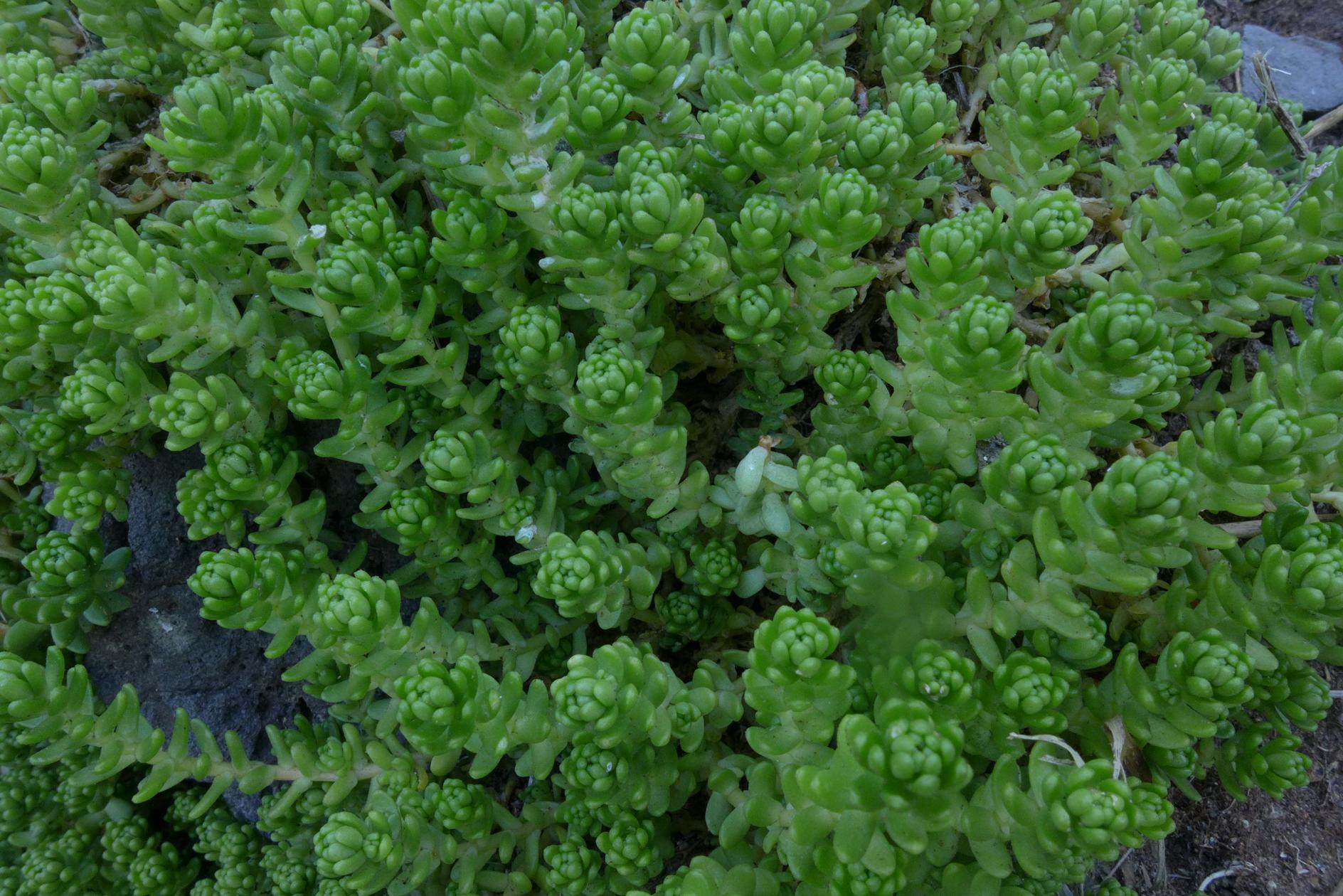 땅채송화 이미지